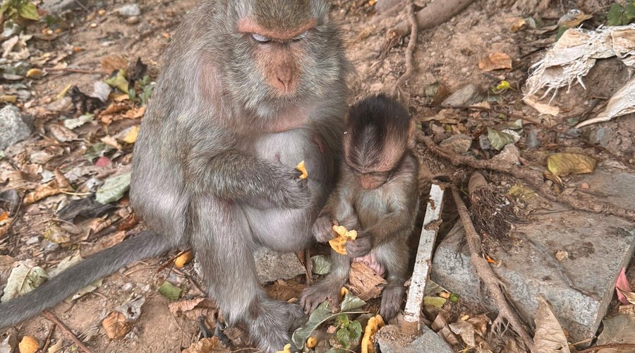 Two monkeys sitting on the ground eating food, surrounded by leaves and debris.